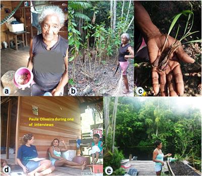 Natural resources used in the traditional medicine of the Marinaú community, Caxiuanã forest, Brazil